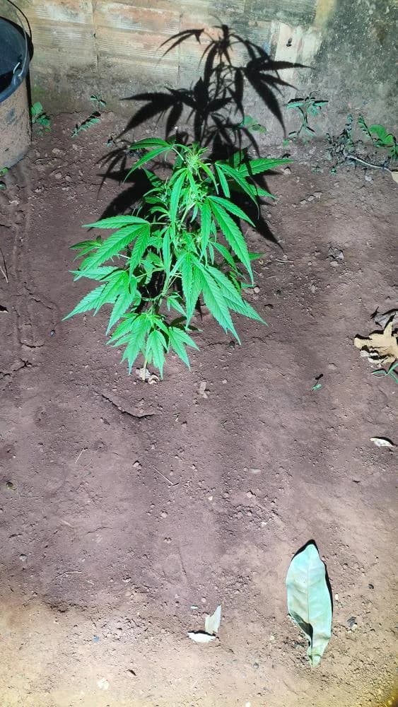 Mãe é agredida pelo filho após ela não concordar com plantio de maconha no quintal de casa