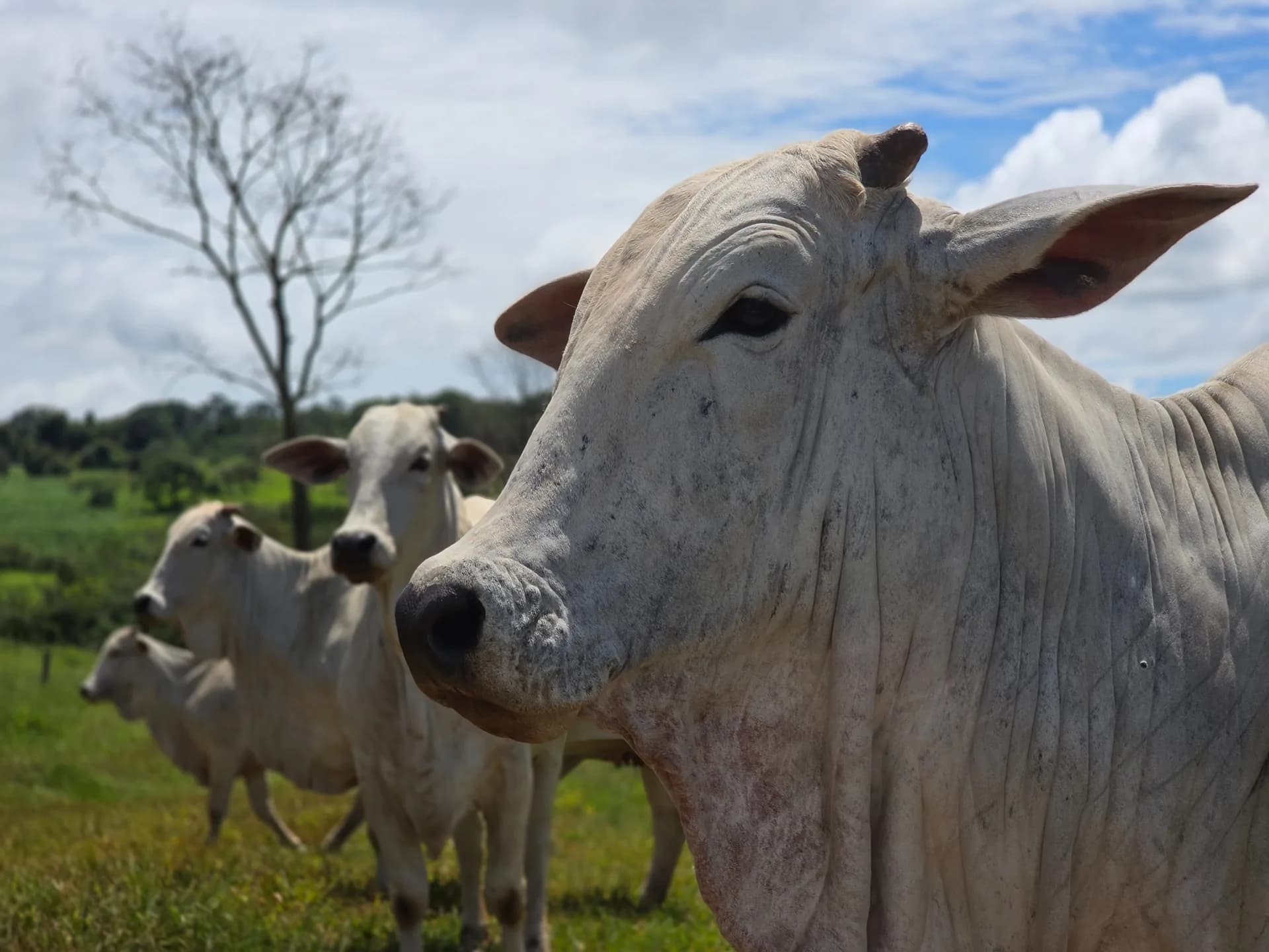 Goiás deve movimentar R$ 23,7 bilhões com bovinocultura em 2026