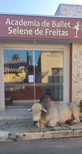 Boi descansa em rua em Jaraguá